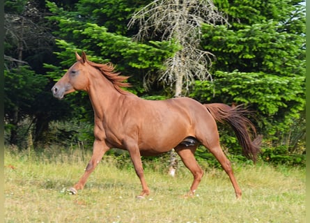 Mustang (american), Mare, 13 years, 15 hh, Chestnut
