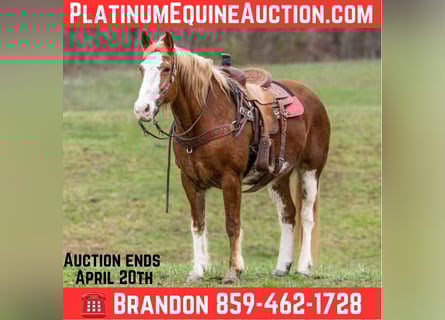 Mustang (american), Mare, 14 years, Chestnut