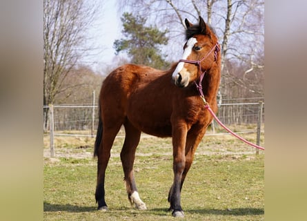 Mustang (american), Mare, 1 year, 14.2 hh, Brown