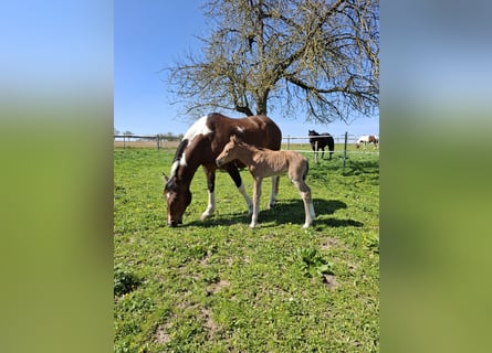 Mustang (american), Mare, 1 year, 15,1 hh