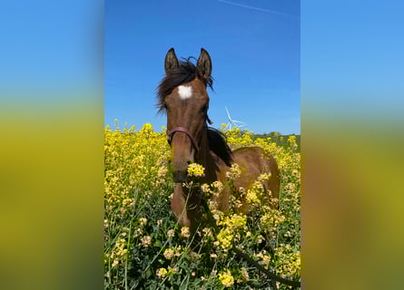 Mustang (american), Mare, 2 years, 14.2 hh, Pearl