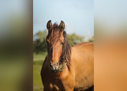 Mustang (american), Mare, 2 years, 14,2 hh, Pearl