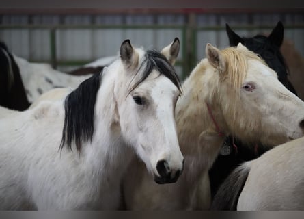 Mustang (american), Mare, 3 years, 14.1 hh, Buckskin