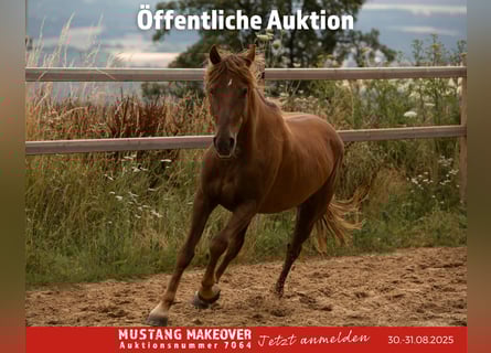 Mustang (american), Mare, 4 years, 13,3 hh, Chestnut-Red