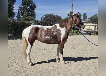 Mustang (american), Mare, 4 years, 14 hh, Pinto