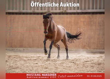 Mustang (american), Mare, 4 years, 15,1 hh, Brown