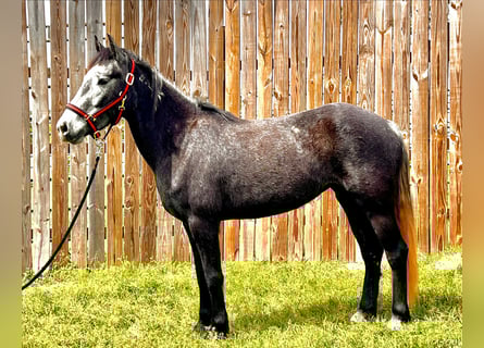 Mustang (american), Mare, 5 years, 13,1 hh, Grey-Dark-Tan