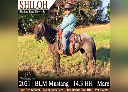 Mustang (american), Mare, 5 years, 14.2 hh, Roan-Blue