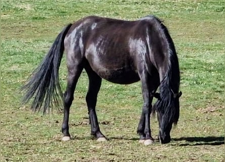 Mustang (american), Mare, 6 years, 14.3 hh, Black