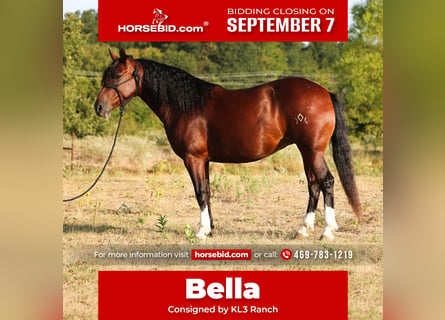 Mustang (american), Mare, 6 years, Bay