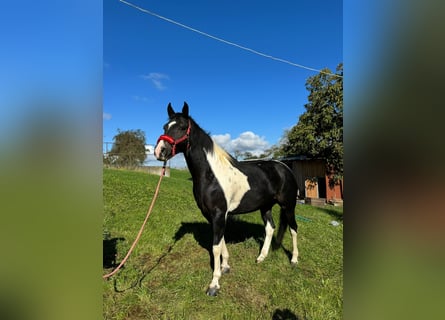 Mustang (american), Mare, 8 years, 15.1 hh