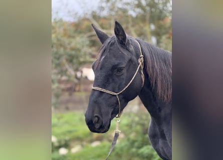 Mustang (american), Mare, 9 years, 14.1 hh, Black