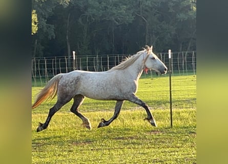 Mustang (american), Mare, 9 years, 14.1 hh, Grey-Dapple