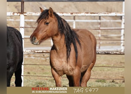 Mustang (american), Mare, 9 years, 14.2 hh, Dun