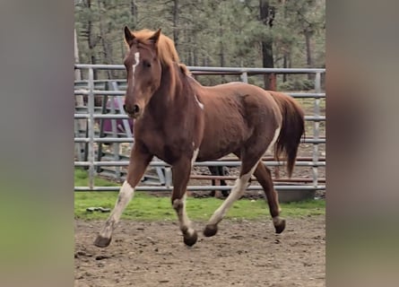 Mustang (american), Mare, 9 years, 14.2 hh, Pinto