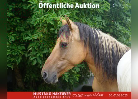 Mustang (american), Mare, 9 years, 14,1 hh, Dun