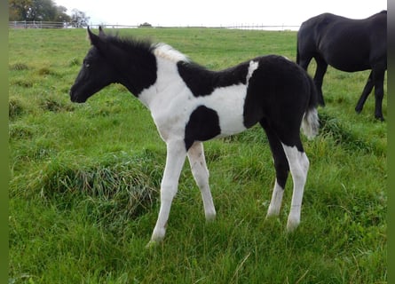 Mustang (american), Mare, , 15.1 hh