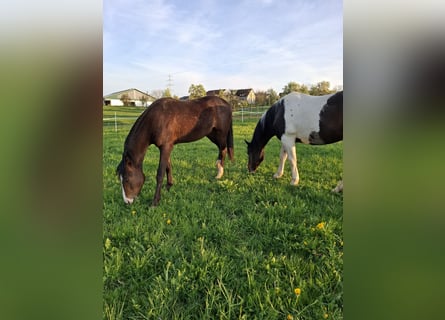 Mustang (american), Stallion, 1 year, 15,1 hh