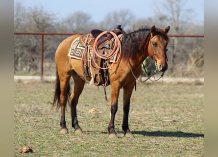 Mustang (american), Stallion, 6 years, 14 hh, Dun