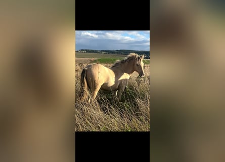 Mustang (american), Stallion, Foal (01/2025), 14,2 hh, Champagne