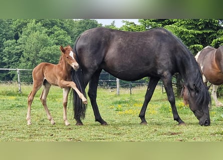 Mustang (american), Stallion, , 14,3 hh, Chestnut