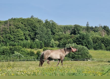 Mustang (american), Stallion, 8 years, 15 hh, Grullo
