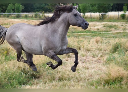 Mustang (american), Stallion, 9 years, 15 hh, Grullo
