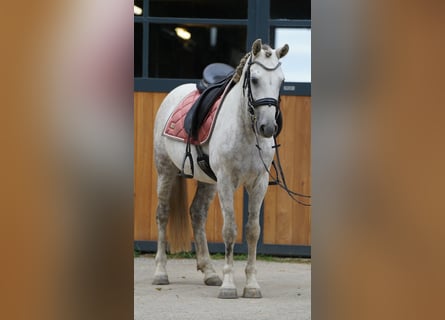 Mustang (americano), Castrone, 10 Anni, 145 cm, Grigio