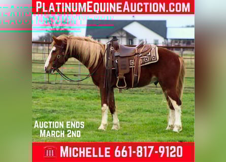 Mustang (americano), Castrone, 4 Anni, 142 cm, Sauro scuro
