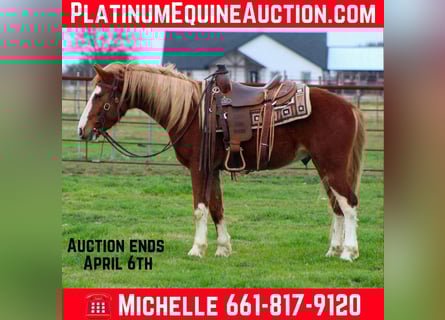 Mustang (americano), Castrone, 5 Anni, 142 cm, Sauro scuro