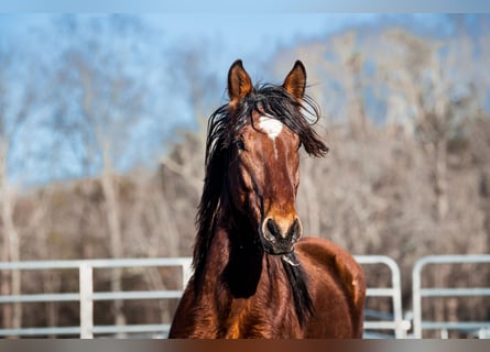 Mustang (americano), Castrone, 5 Anni, 144 cm, Baio