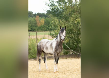 Mustang (americano), Castrone, 5 Anni, 150 cm, Pezzato