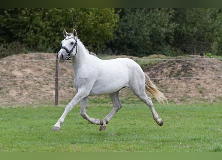 Mustang (americano), Castrone, 6 Anni, 144 cm, Grigio
