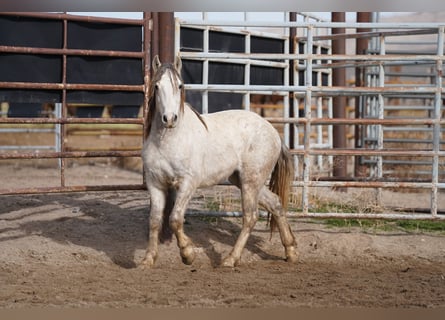 Mustang (americano), Castrone, 6 Anni, 144 cm, Grigio