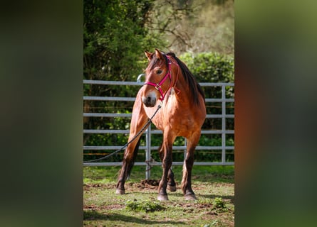 Mustang (americano), Castrone, 7 Anni, 149 cm, Baio