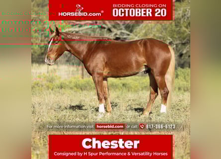 Mustang (americano), Castrone, 7 Anni, 150 cm, Sauro scuro