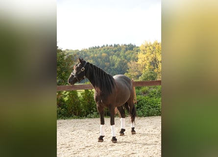 Mustang (americano), Castrone, 8 Anni, 148 cm, Morello