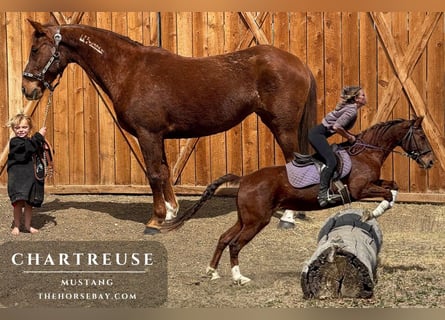 Mustang (americano), Giumenta, 15 Anni, 152 cm, Sauro ciliegia