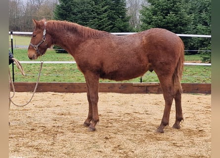 Mustang (americano), Stallone, 1 Anno, 152 cm, Sauro scuro