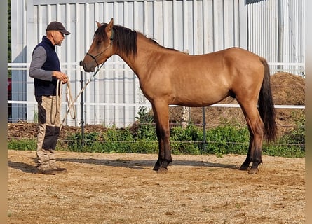 Mustang (amerikaans), Hengst, 1 Jaar, 155 cm, Falbe