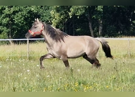 Mustang (amerikaans), Hengst, 9 Jaar, 153 cm, Grullo