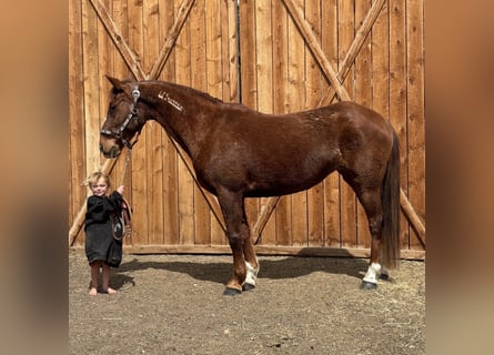 Mustang (amerikaans), Merrie, 15 Jaar, 150 cm, Roodvos