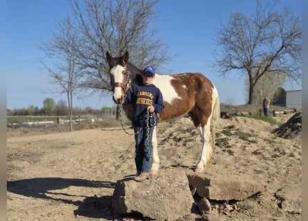 Mustang (amerikaans), Merrie, 4 Jaar, 143 cm, Gevlekt-paard