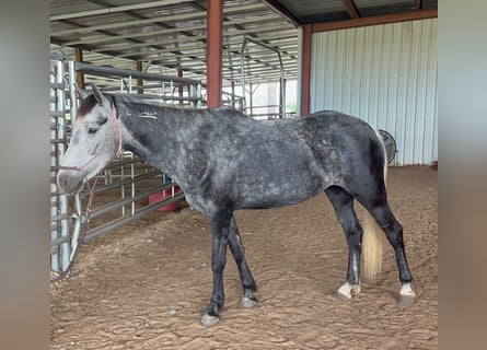 Mustang (amerikaans), Merrie, 5 Jaar, 136 cm, Zwartschimmel