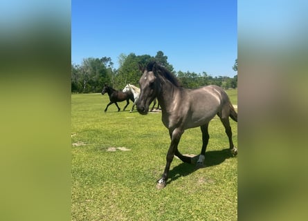 Mustang (amerikaans), Merrie, 5 Jaar, 140 cm, Grullo