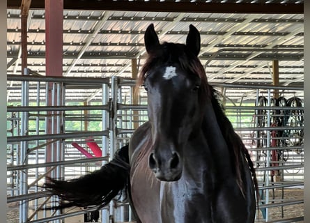 Mustang (amerikaans), Merrie, 5 Jaar, 148 cm, Zwart