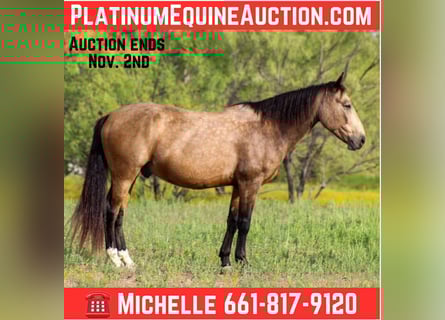 Mustang (amerikaans), Ruin, 10 Jaar, 152 cm, Buckskin