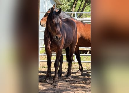 Mustang (amerikaans), Ruin, 4 Jaar, 150 cm, Bruin