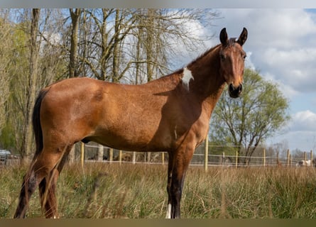 Mustang (amerikaans), Ruin, 4 Jaar, 154 cm, Gevlekt-paard