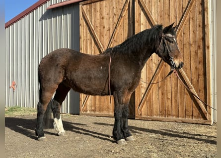 Mustang (amerikaans), Ruin, 6 Jaar, 145 cm, Roodbruin